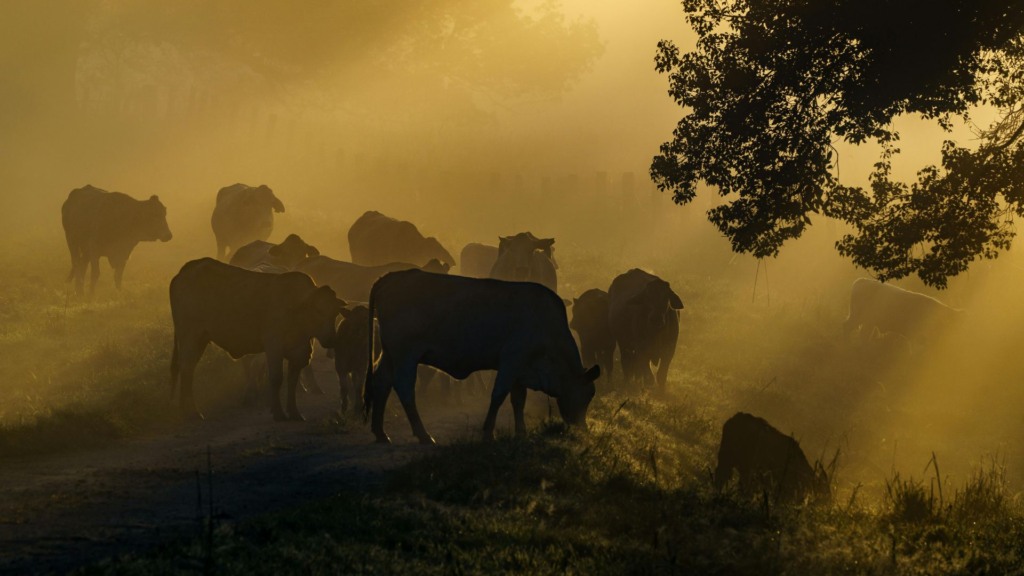 Pecuária sustentável: conheça a iniciativa que regularizou 20 mil fazendas Pecuária sustentável: conheça a iniciativa que regularizou 20 mil fazendas