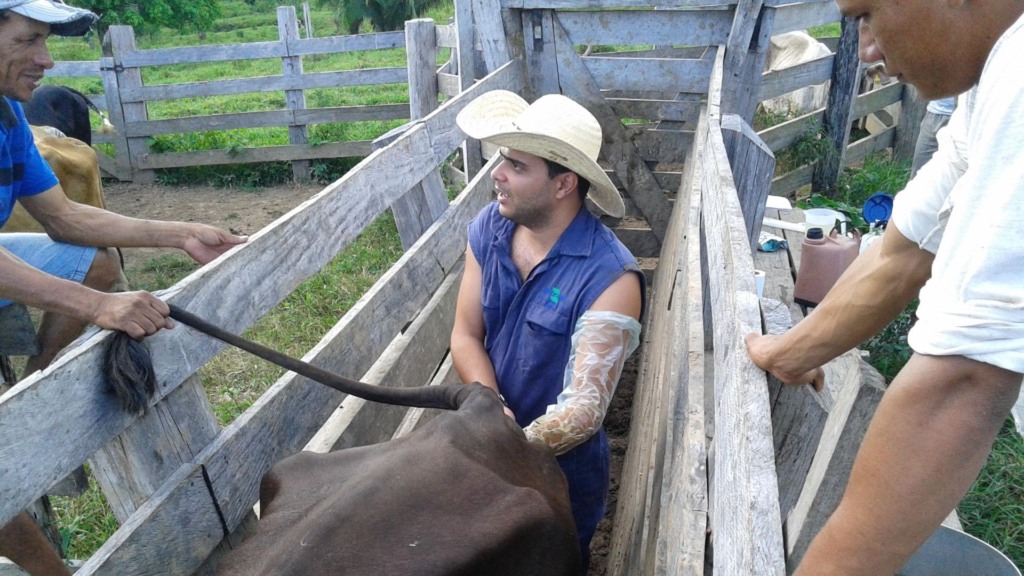 Diagnóstico de gestação em bovinos durante curso de inseminação artificial. Foto: Bruno Pena/Embrapa Acre