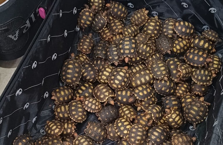 Homem é preso com cerca de 600 filhotes de jabutis dentro de malas