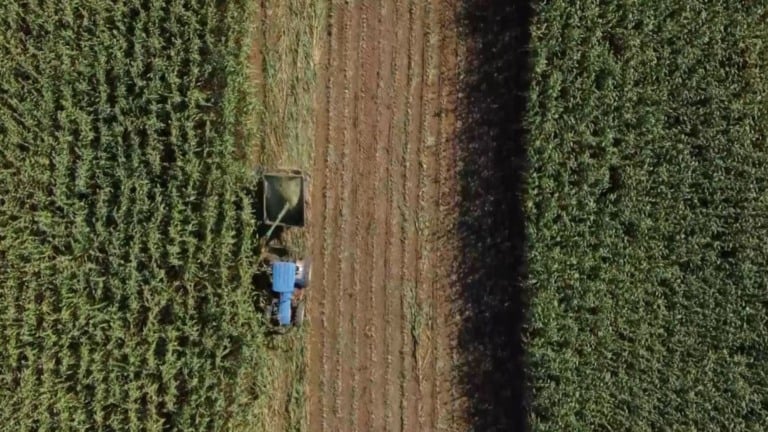 Capiaçu e irrigação: entenda como a tecnologia garante mais produtividade