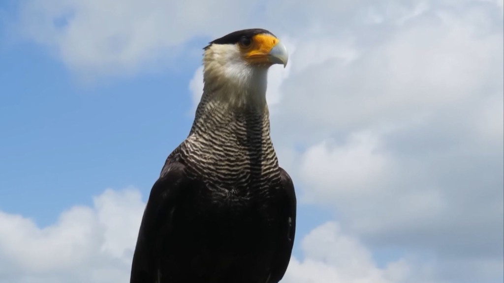Ataque de carcarás a bezerros: entenda o motivo e como se defender