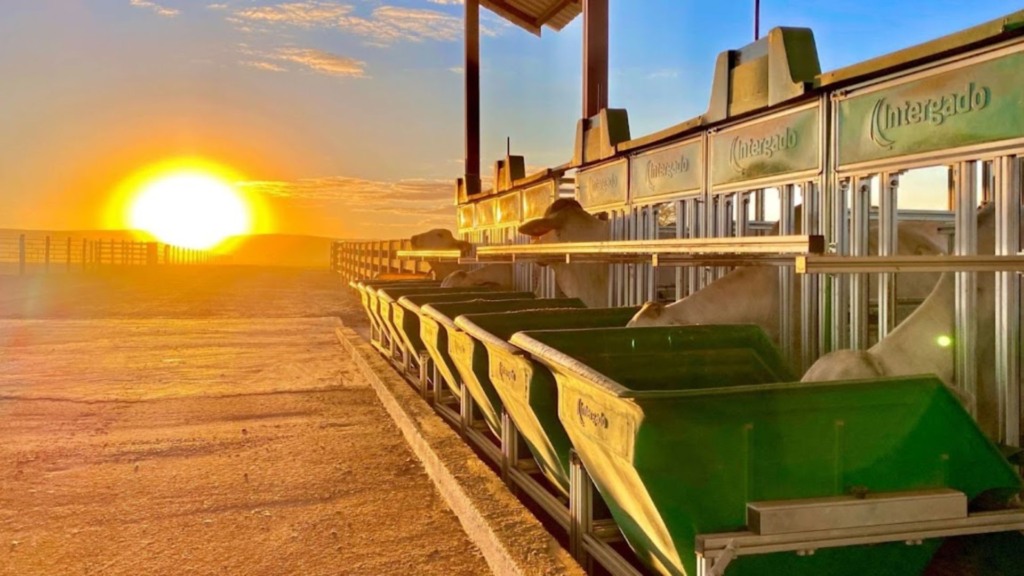 Confinamento de gado: custos caem em julho de 2025 em Goiás e São Paulo