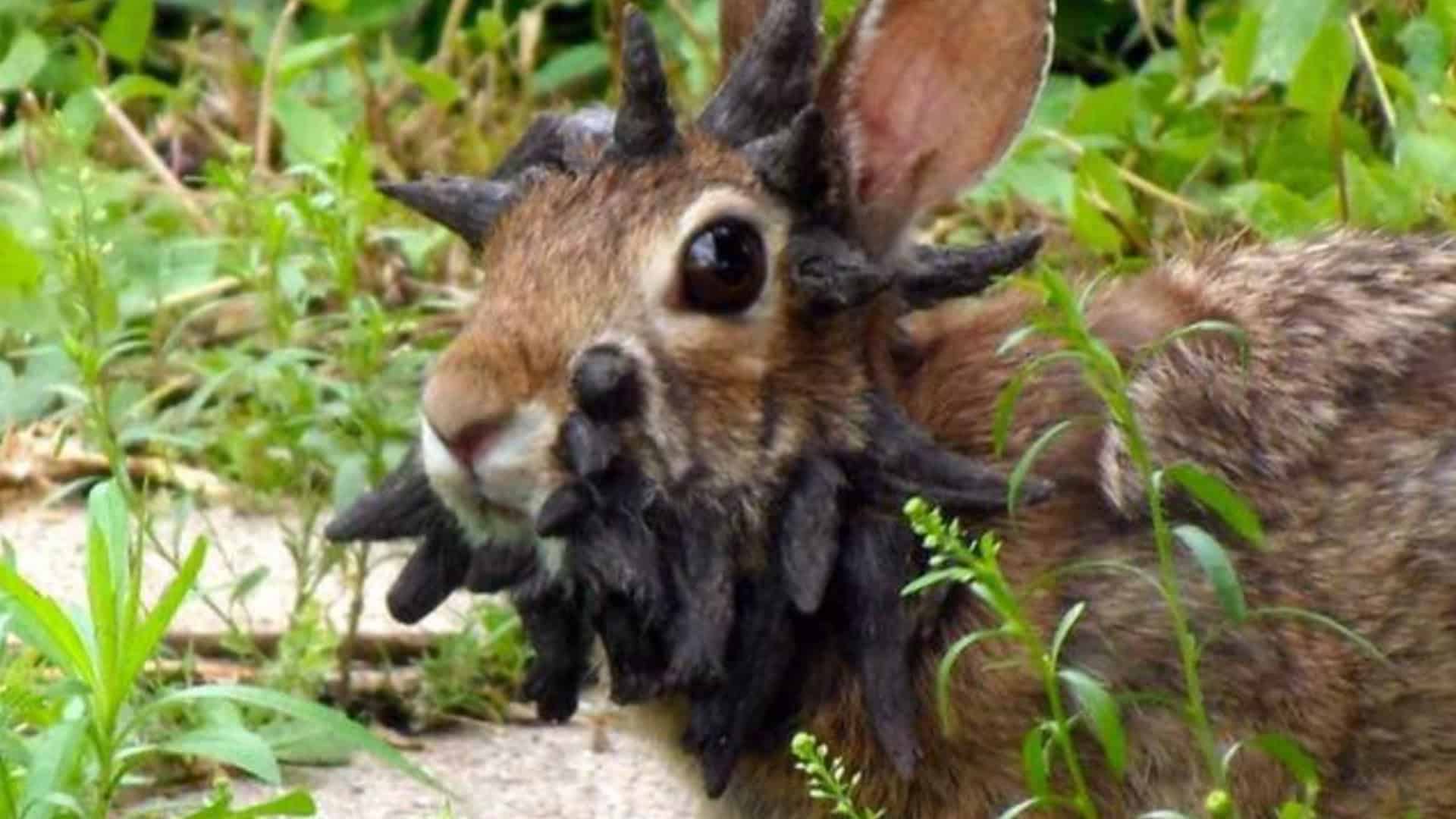 Coelhos selvagens com chifres chamam atenção nos EUA