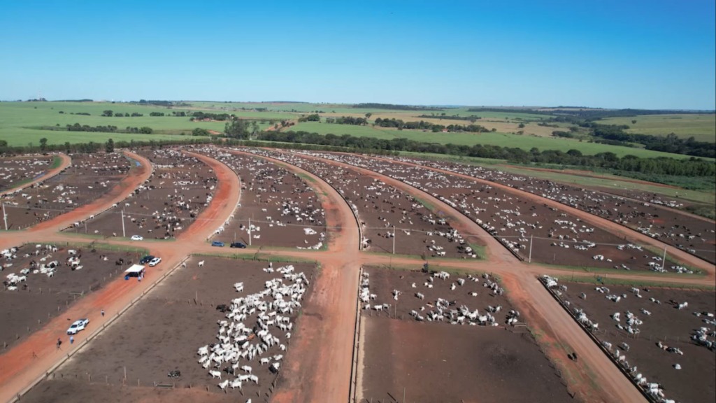 Da sanidade ao cocho: a sinergia que faz o gado ganhar peso e o pecuarista lucrar mais