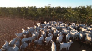 Bovinos em área de confinamento no Boitel JBS de Guaiçara (SP). Foto: Reprodução/Giro do Boi