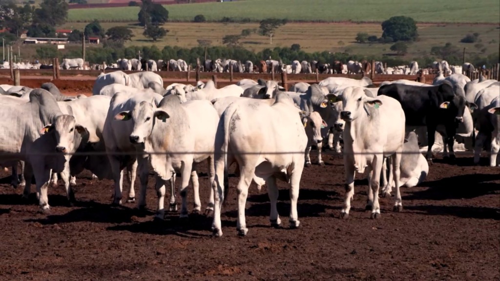 Lotes homogêneos no confinamento: o segredo da JBS para alta performance Lotes homogêneos no confinamento: o segredo da JBS para alta performance