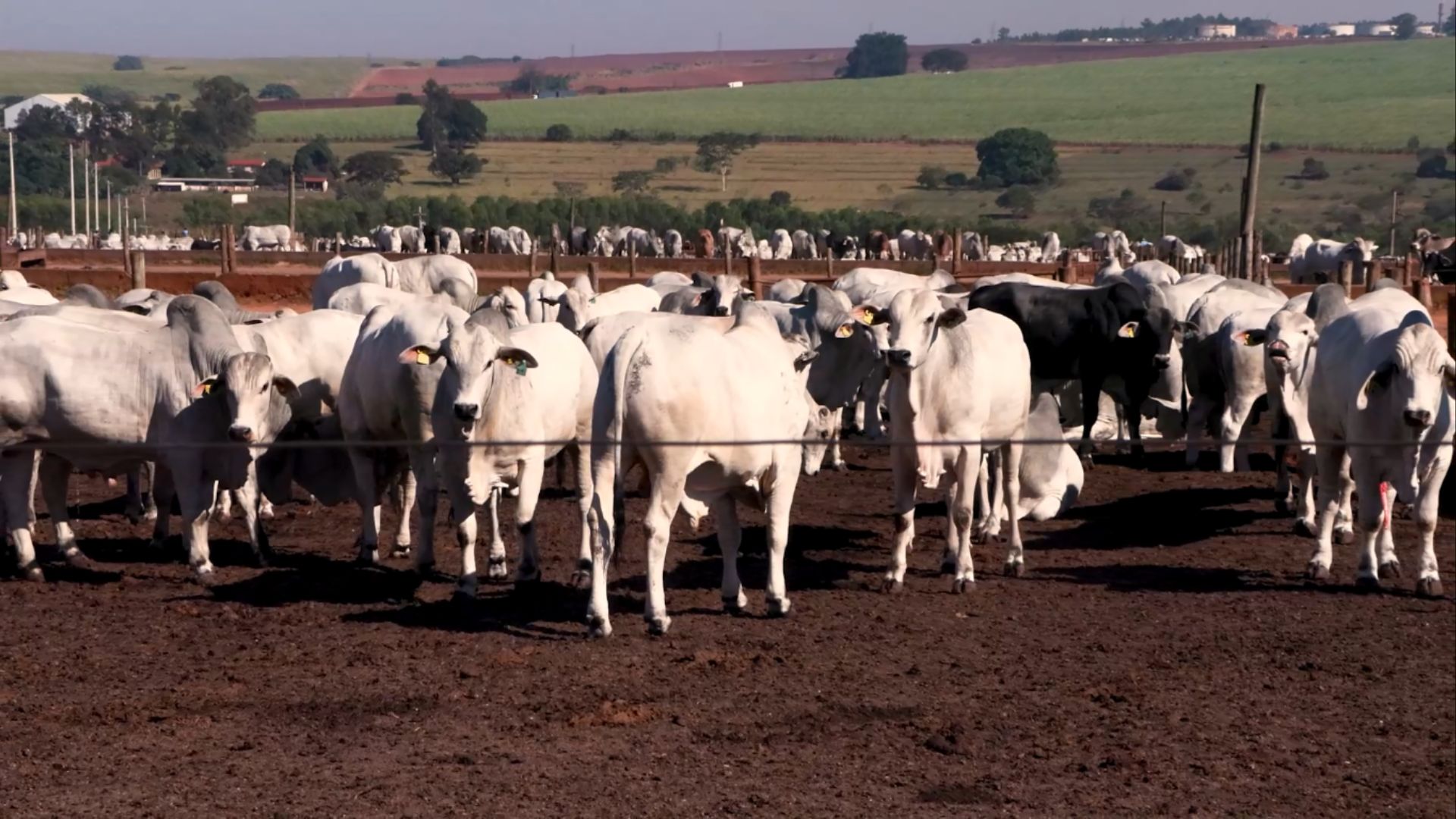 Confinamento de sucesso: como a sanidade e nutrição evitam perdas e aumentam o lucro