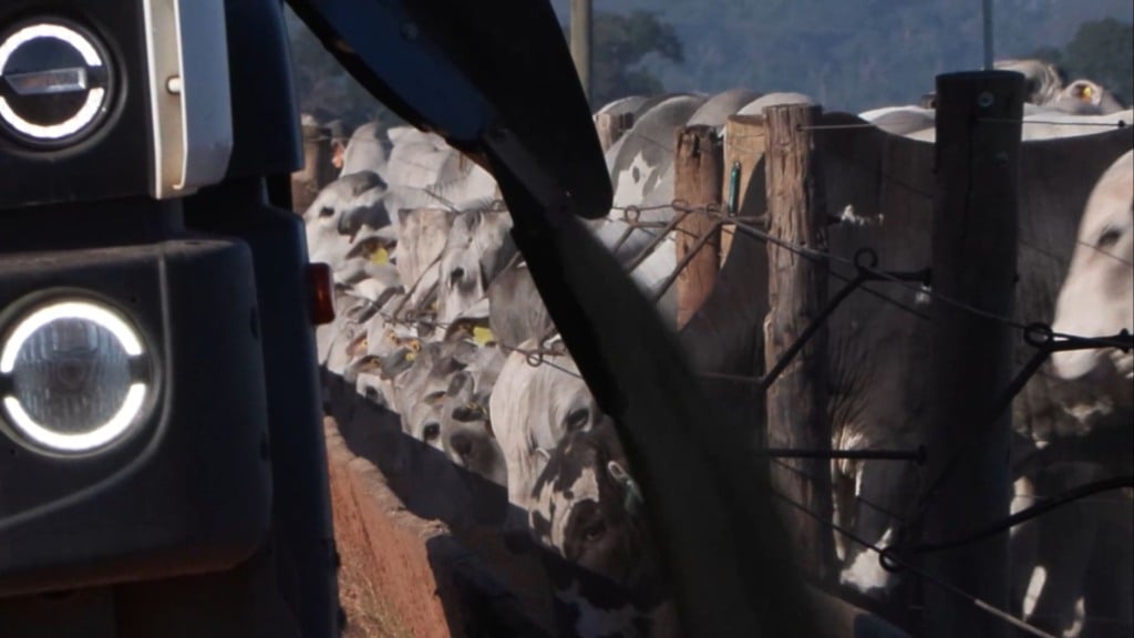 Bovinos em área de confinamento no Boitel JBS de Guaiçara (SP). Foto: Reprodução/Giro do Boi
