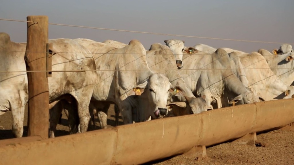 Capim humidícola e sal mineral: um mito que pode prejudicar sua fazenda