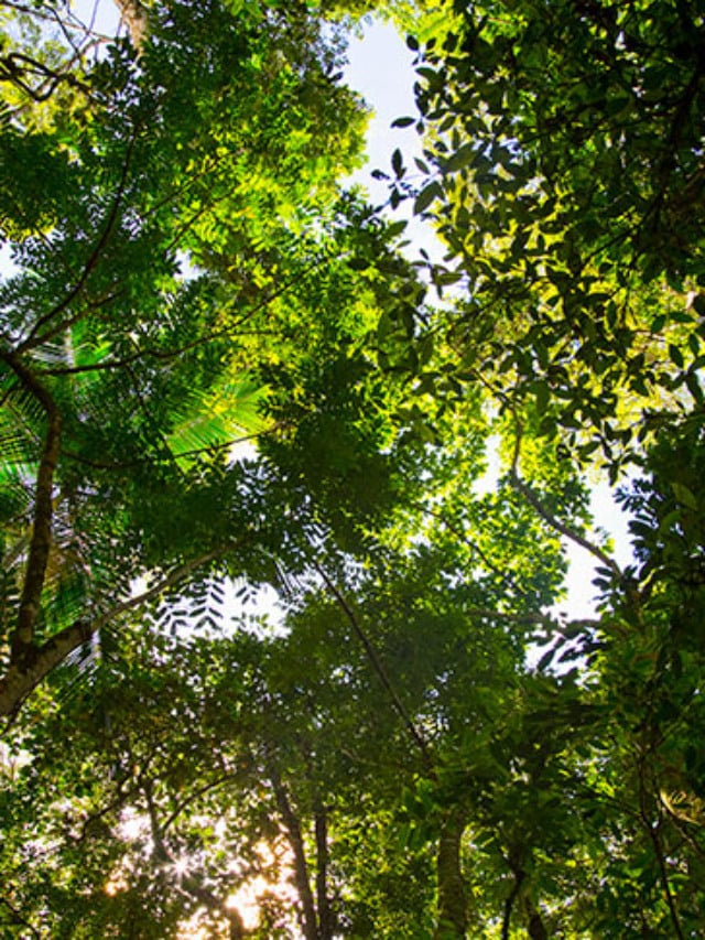 CAR, cadastro ambiental rural, floresta, árvore, aquecimento global, preservação, licenciamento ambiental, PRA, cotas ambientais, licenciamento ambiental, ibama, crédito de carbono