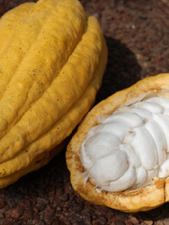Amêndoas de cacau
