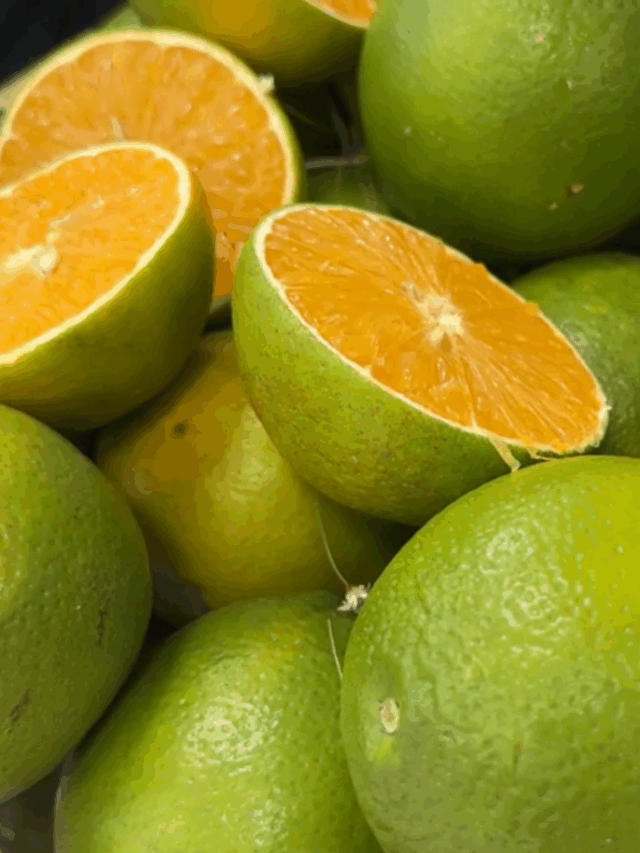 Laranja, produção em grande escala na Bahia, citricultura