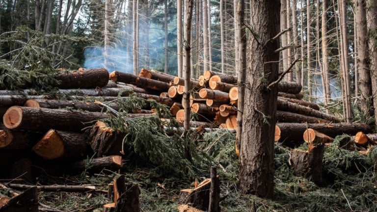 desmatamento_arvores_foto_Canva_19.08.2025 (3)