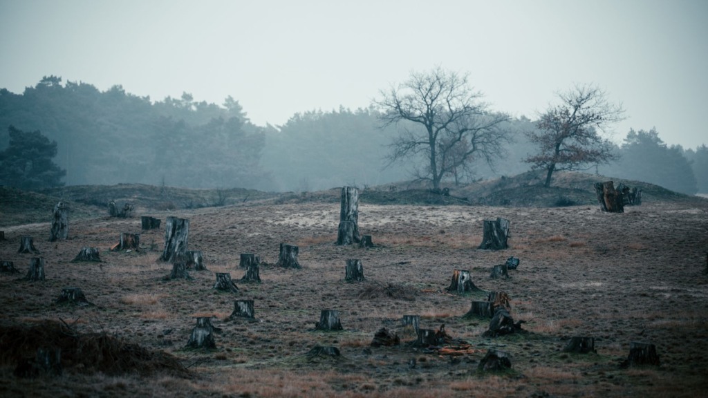 Infração ambiental: nova norma cria risco de “punição em dobro”. entenda Infração ambiental: nova norma cria risco de “punição em dobro”. entenda