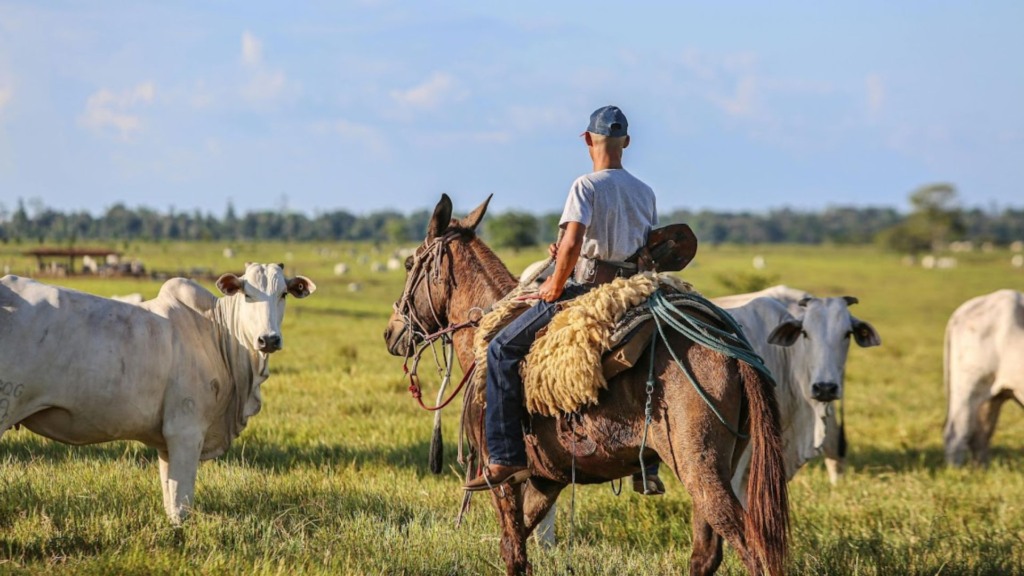 Planejamento na fazenda: a gestão à vista que otimiza o trabalho e aumenta o lucro