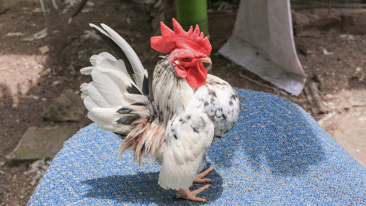 Menor galinha do mundo conquista criadores no Brasil Menor galinha do mundo conquista criadores no Brasil