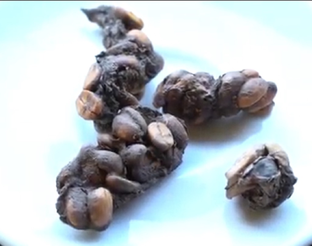 Na foto, aparece o caroço do café envolto com fezes do jacu Na foto, aparece o caroço do café envolto com fezes do jacu