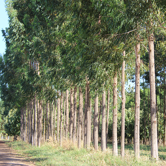 madeira propriedade rural planilha Embrapa
