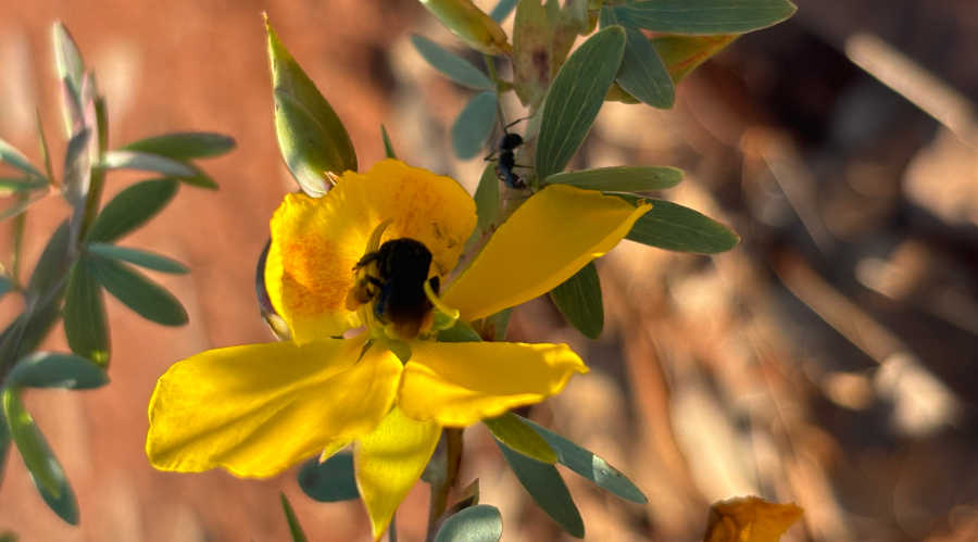 Néctar nas folhas atrai formigas que protegem plantas de pragas, revela estudo