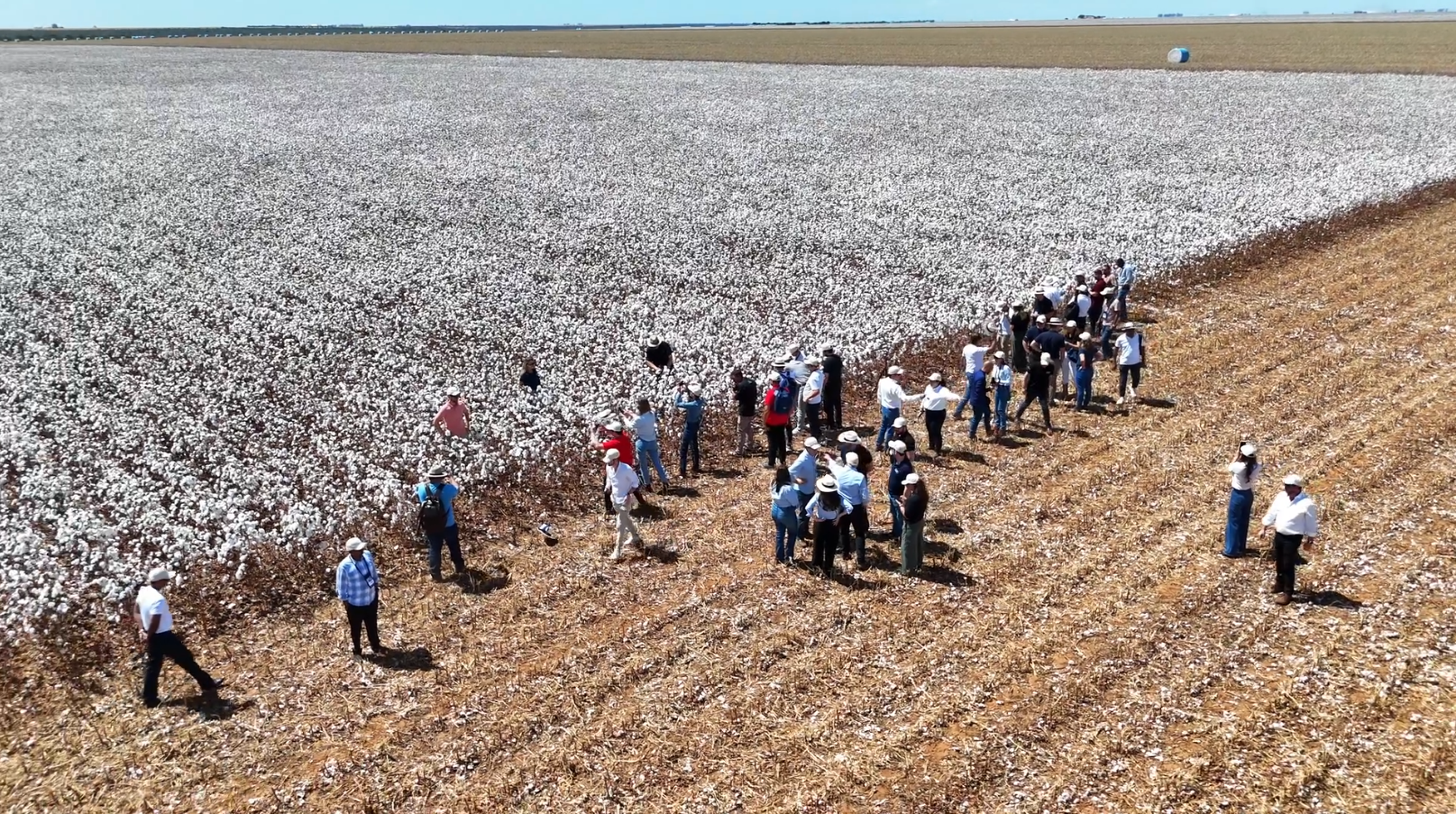 Executivos de seis países visitam fazendas de algodão na Bahia