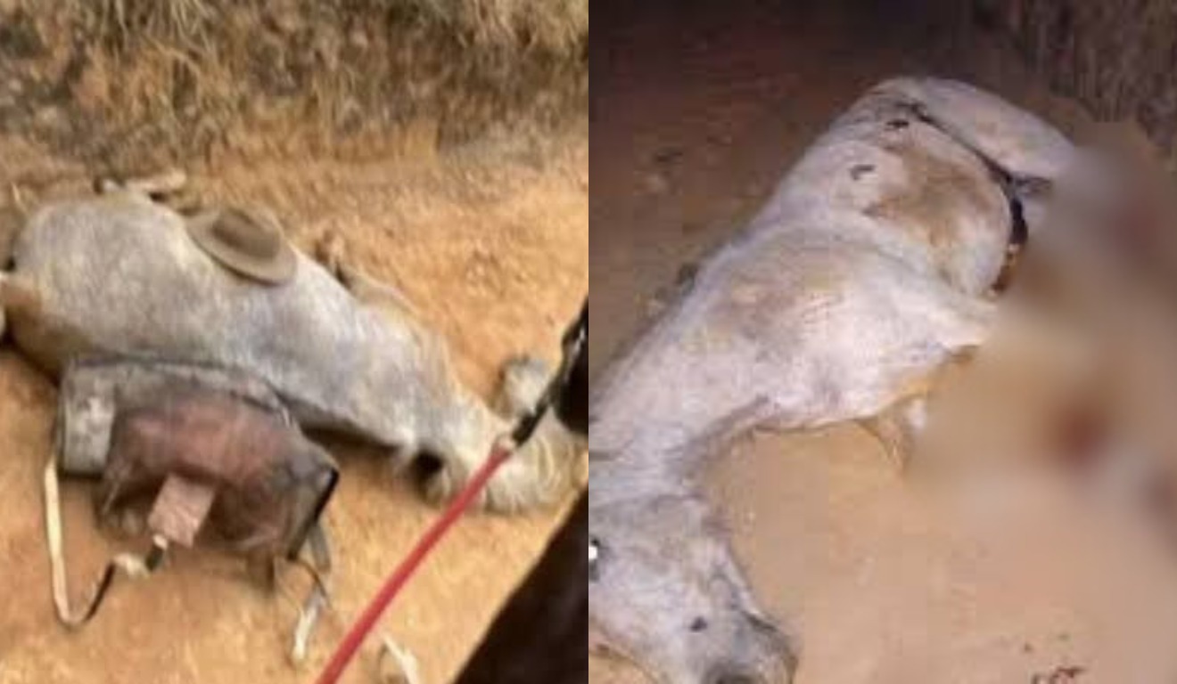 Morte de cavalo por maus-tratos é investigada pela polícia de São Paulo