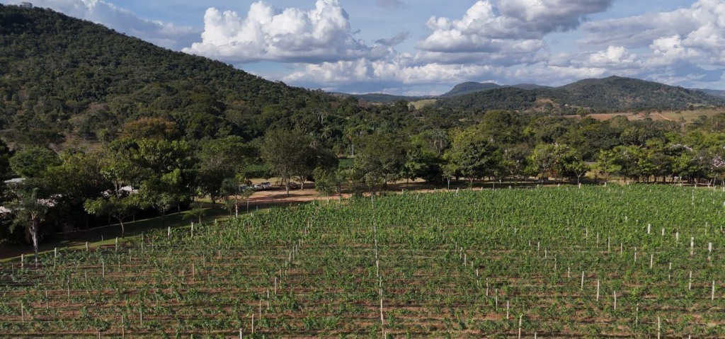 drone de um parreiral de uvas 