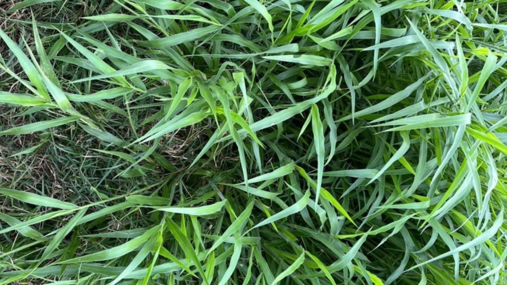 Capim para solo argiloso: por que o manejo é mais importante que a textura. Foto: Divulgação.