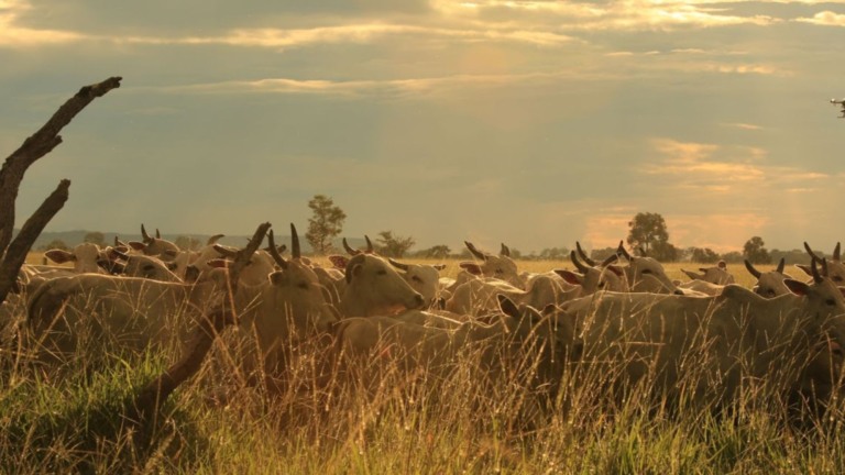 Foto: Wenderson Araujo/CNA