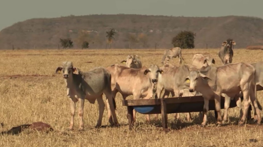 Boi sanfona: como o diferimento de pasto e suplementação salvam o gado na seca Boi sanfona: como o diferimento de pasto e suplementação salvam o gado na seca