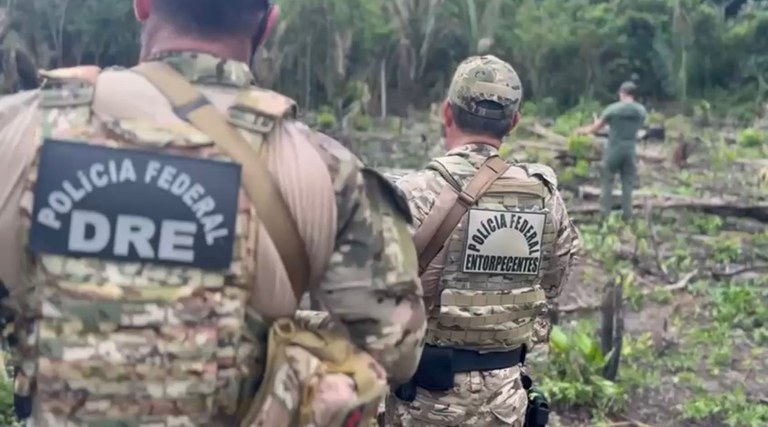 Polícia Federal destrói 8 mil pés de maconha em operação no Amazonas
