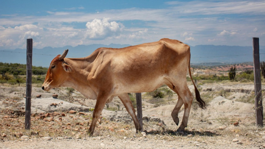 “Gado passa fome no Brasil”: o alerta e as soluções para evitar o boi sanfona “Gado passa fome no Brasil”: o alerta e as soluções para evitar o boi sanfona