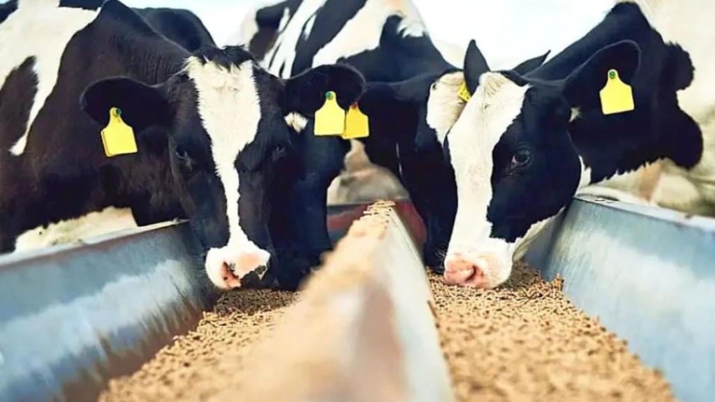 Mais leite: o guia de nutrição para vacas produzirem mais de 25 litros diários