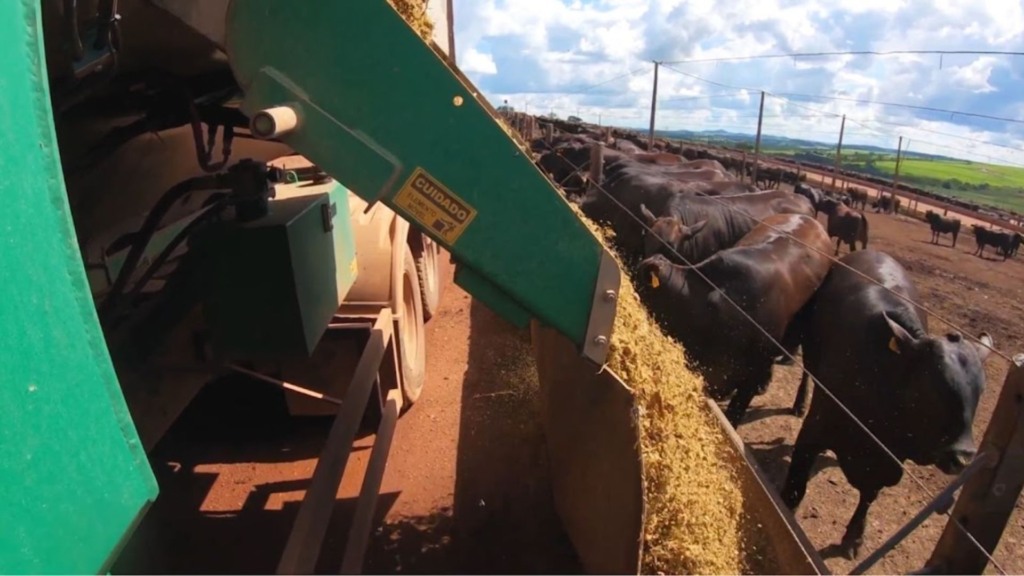 Ração de lucro máximo: software revoluciona a dieta e o lucro na pecuária