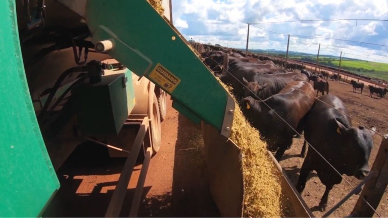 Ração de lucro máximo: software revoluciona a dieta e o lucro na pecuária