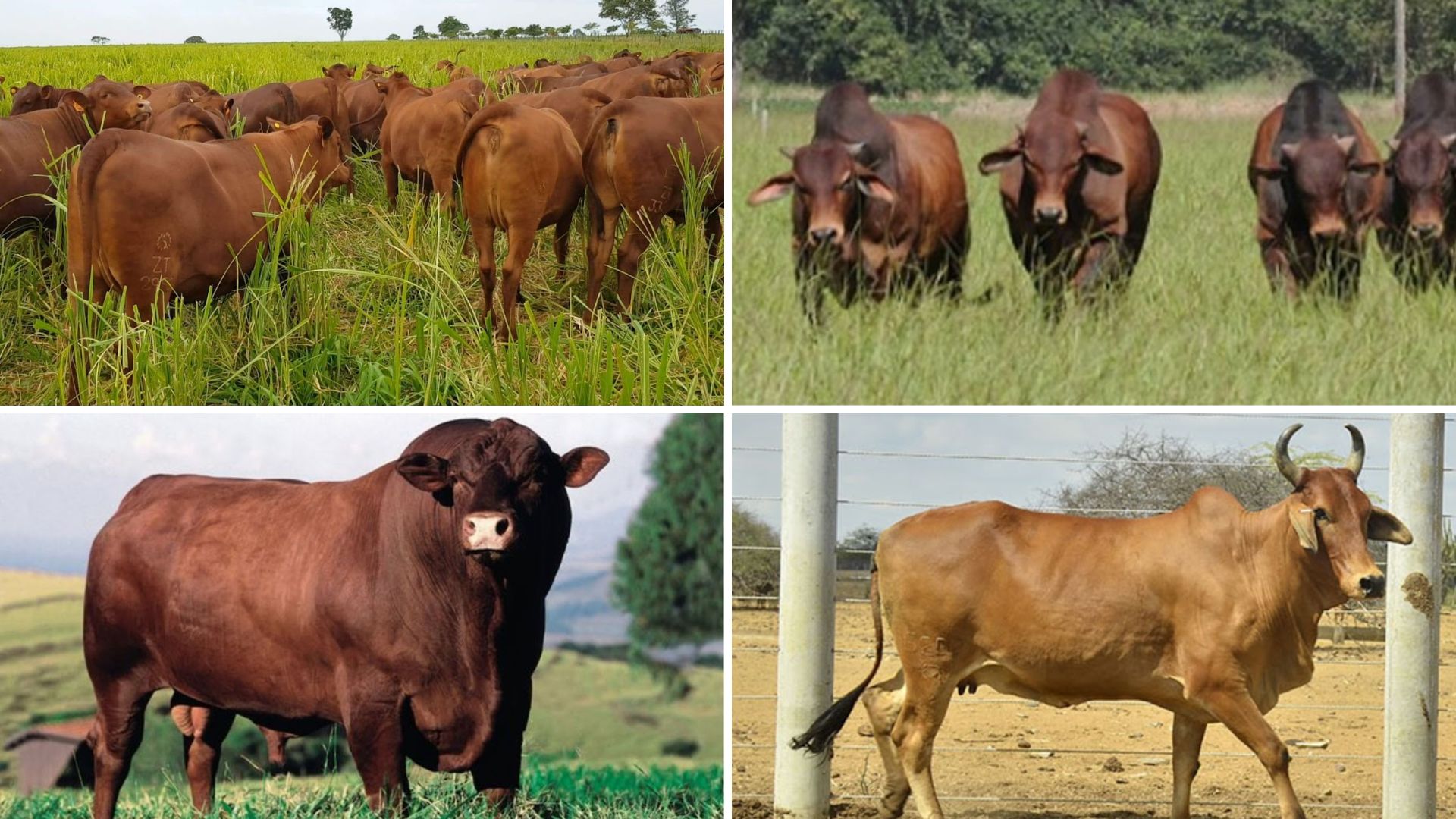 Sindi x senepol: o cruzamento que gera gado ultraprecoce no calor do Brasil