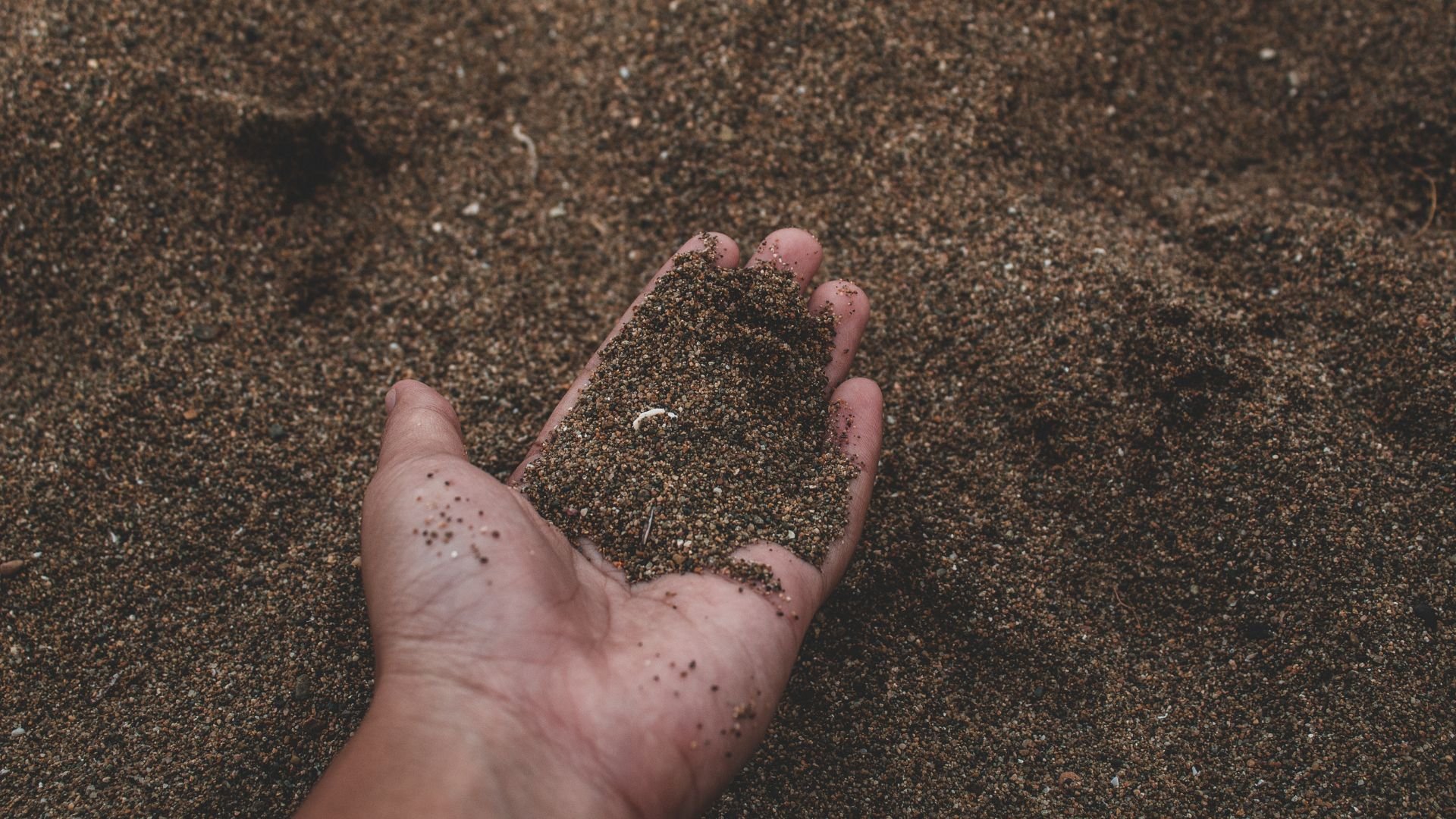 Qual o melhor capim para terra arenosa? Agrônomo tem a resposta