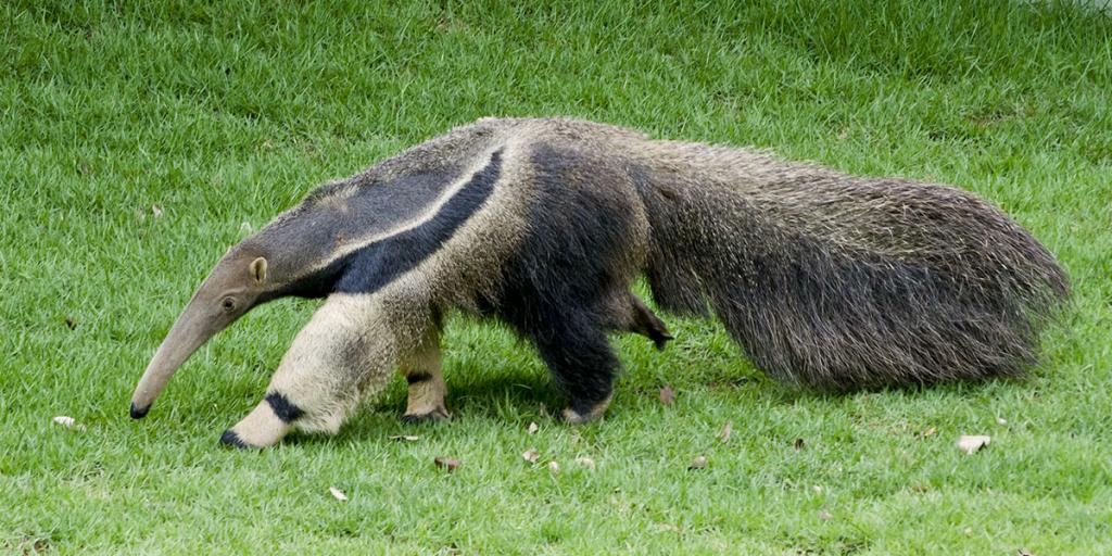 Tamanduá-bandeira retorna à natureza após ser atropelado