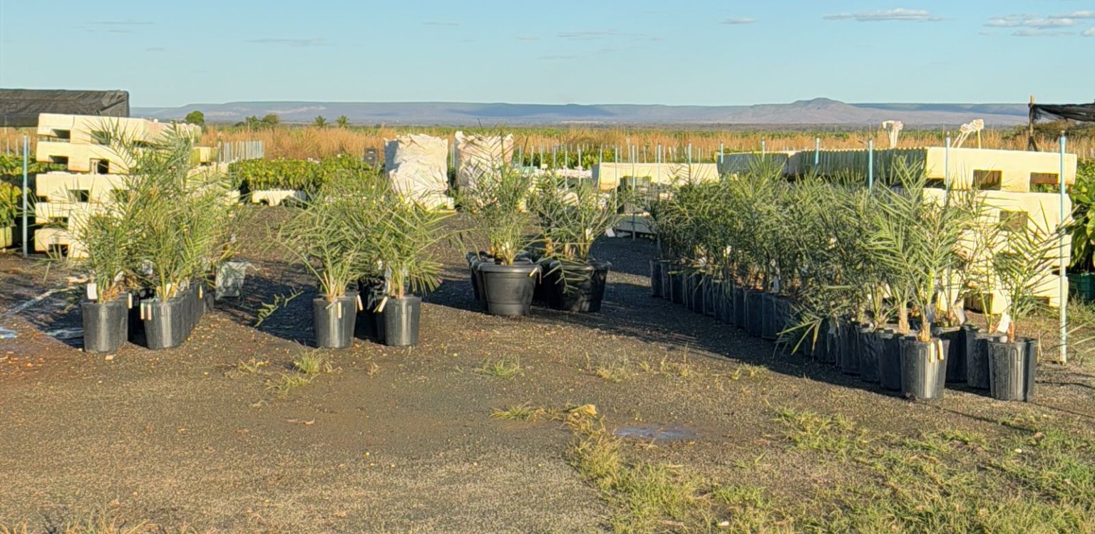 primeiras mudas de tâmaras na Bahia; reunião Bahia, emirádos árabes unidos; seagri adab primeiras mudas de tâmaras na Bahia; reunião Bahia, emirádos árabes unidos; seagri adab