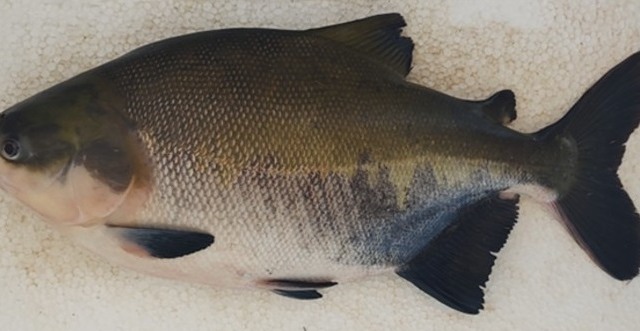 Divulgação Unesp Jaboticabal