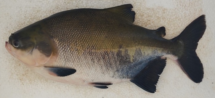 Divulgação Unesp Jaboticabal Divulgação Unesp Jaboticabal