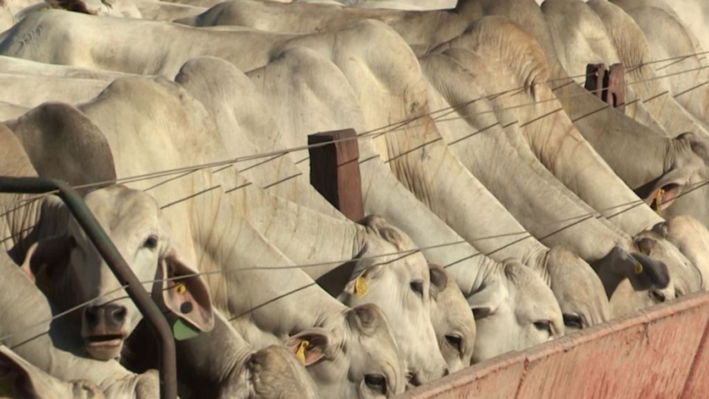 “Cozinha do boi”: conheça os ingredientes para a nutrição precisa e lucrativa do gado