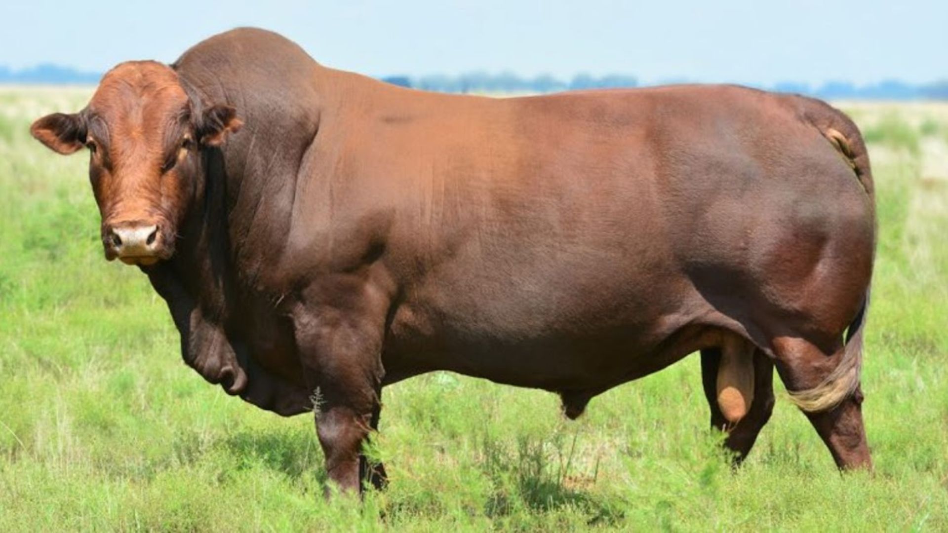Bonsmara x nelore: o cruzamento que gera gado de carne premium no calor