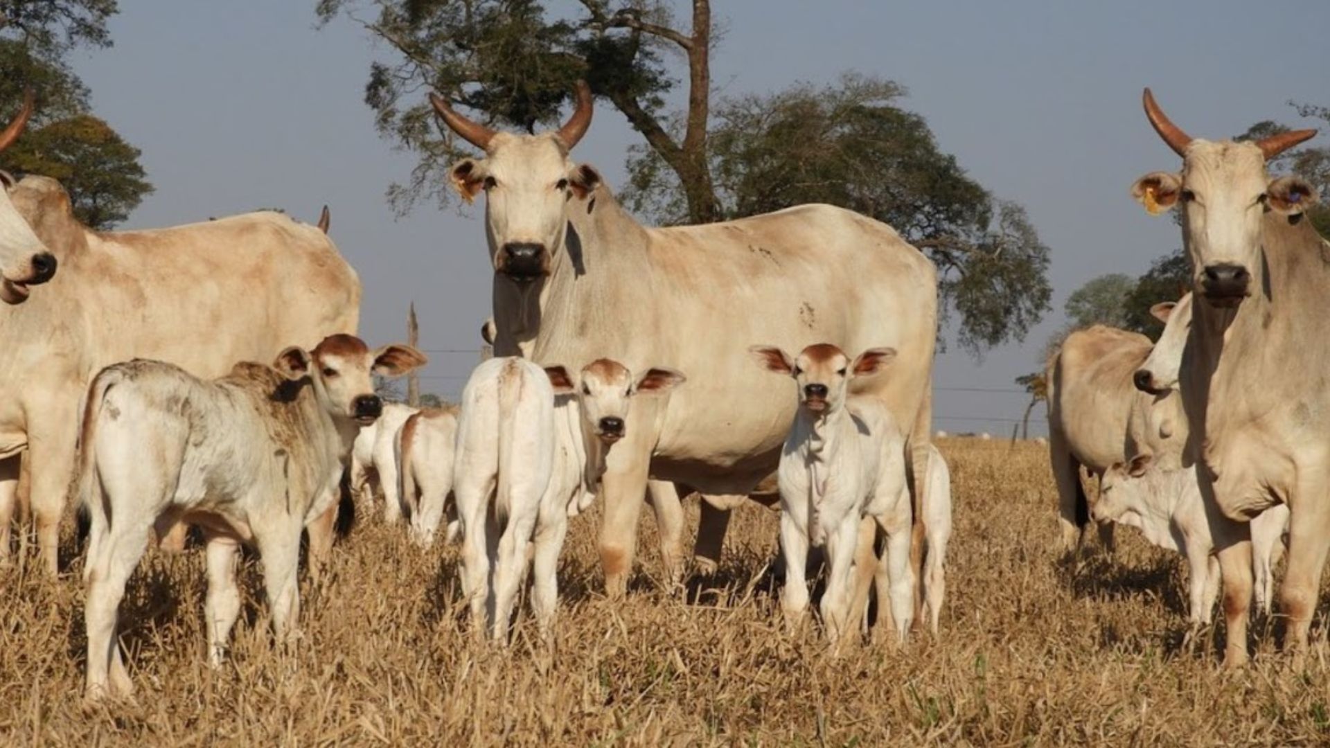 Pecuária de cria: nutrição da vacada na seca é chave para alta prenhez