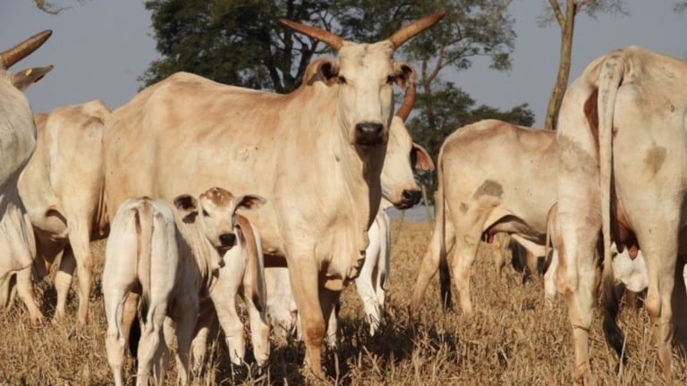 Pastagens recuperadas e manejo eficiente reforçam o protagonismo do Brasil na agenda da pecuária sustentável. Foto; Divulgação.