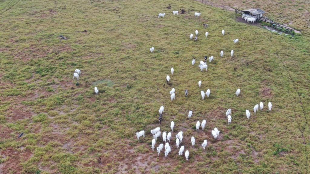 Fazenda em Rondônia inova no manejo de recria e engorda de gado. Foto: Divulgação.