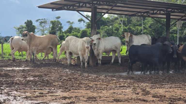 Sal mineral x sal proteinado: entenda as diferenças para uma suplementação segura