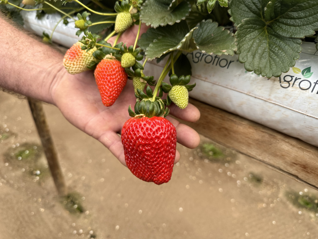 Produção de morangos em Espírito Santo