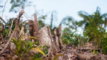 Chuvas caem 74% e temperatura sobe 16% com avanço do desmatamento na Amazônia
