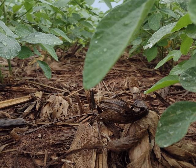 Divulgação Aprosoja MS 
