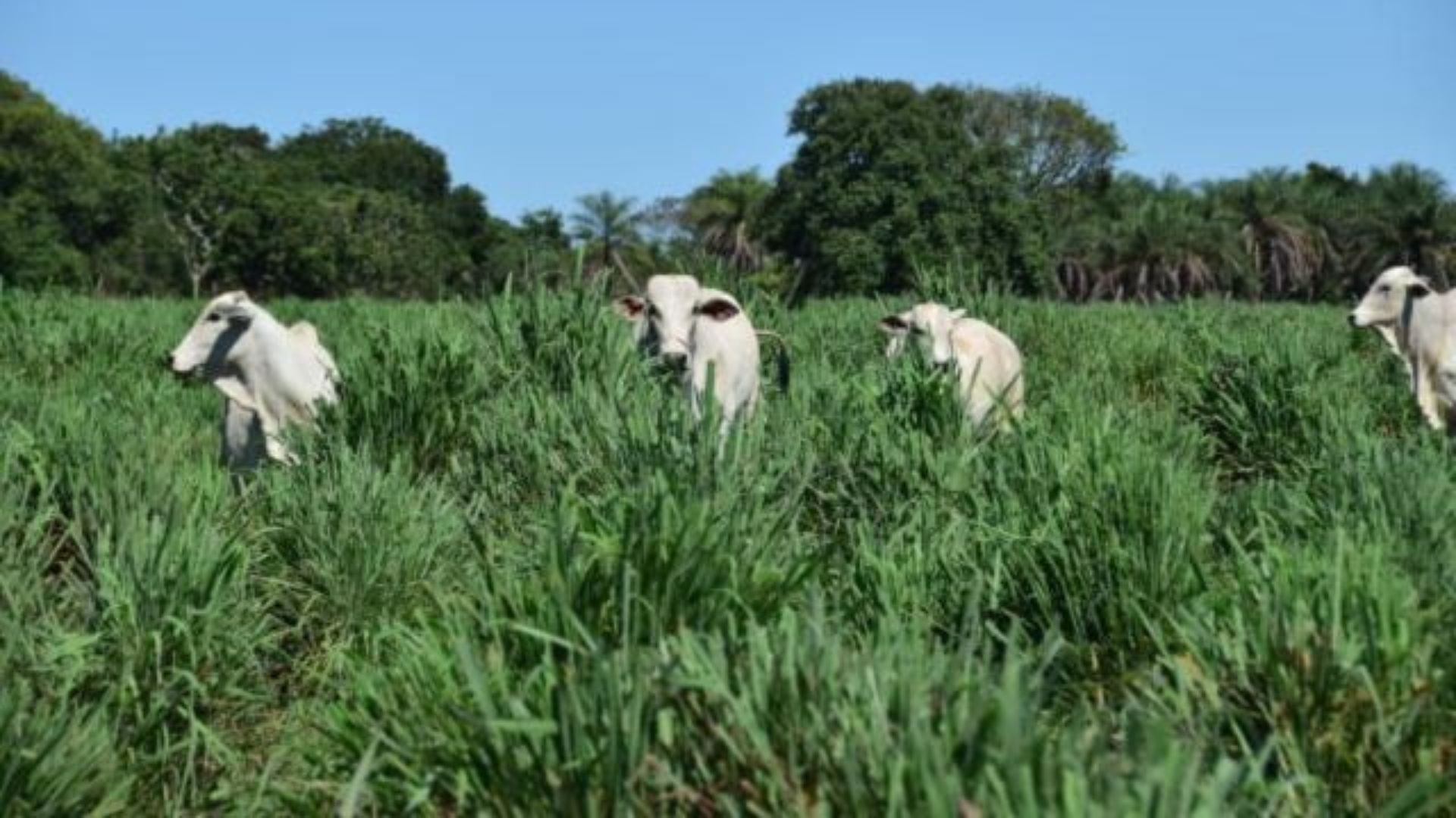 Embrapa lança gramínea BRS Sarandi: a evolução do capim andropogon